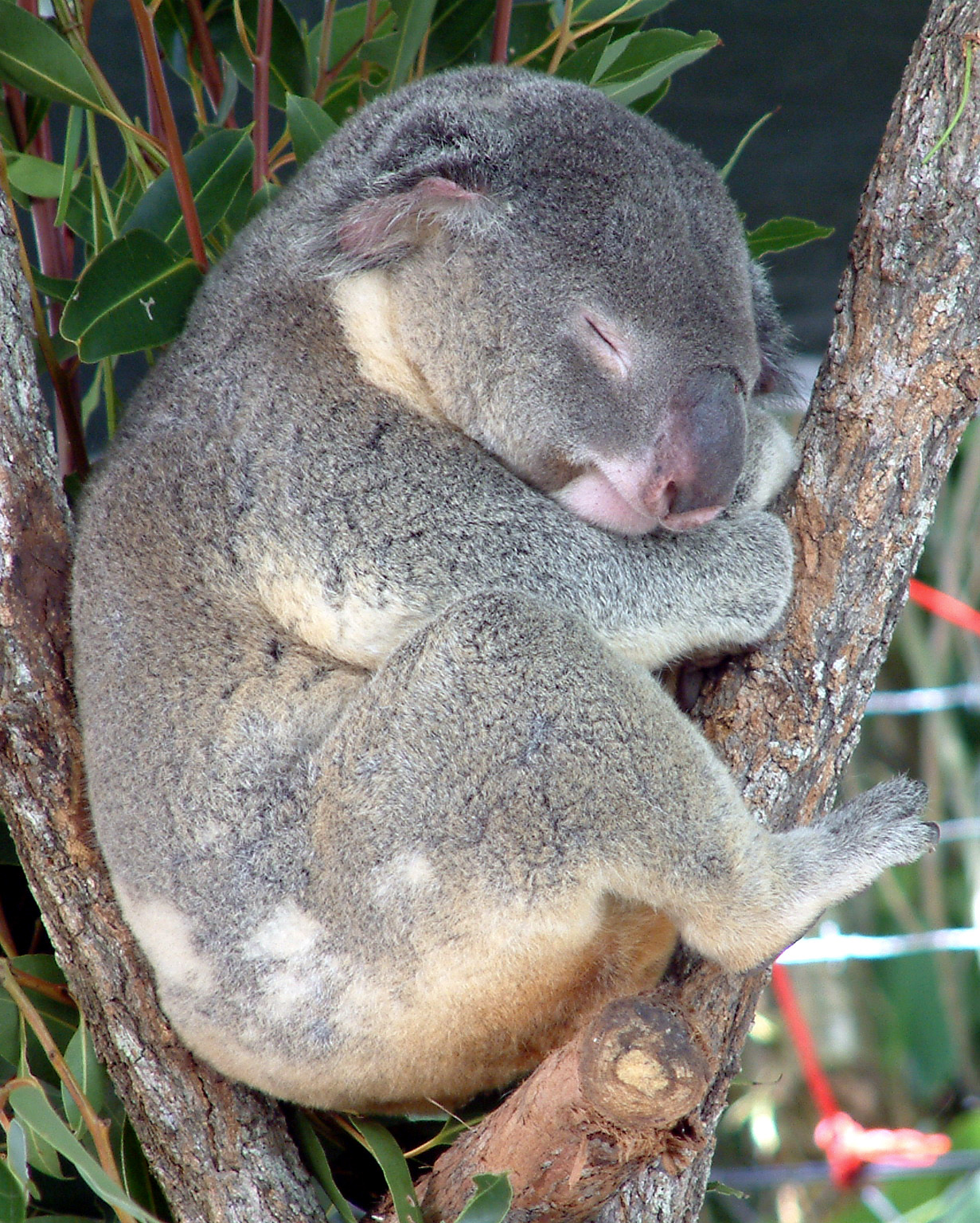 [Australia_Cairns_Koala.jpg]