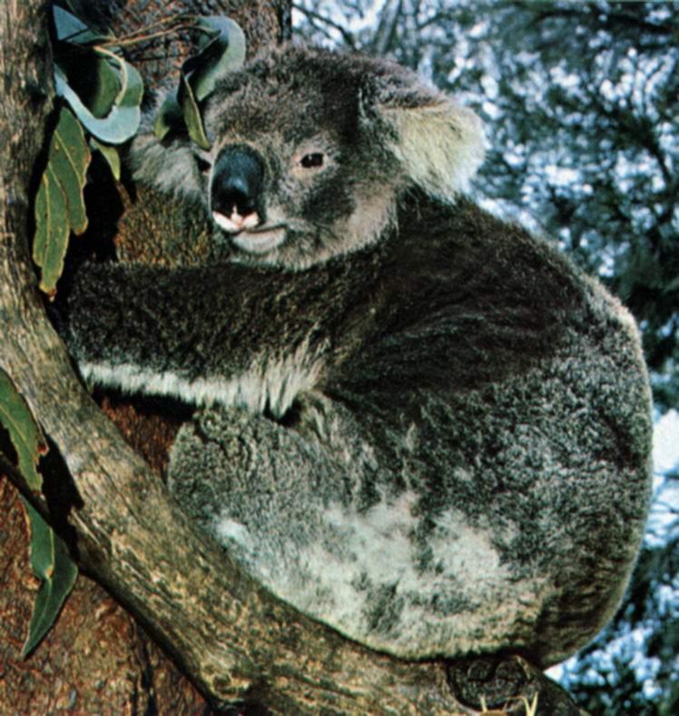 [ausie_pt5-Koala-Hanging_trunk.jpg]
