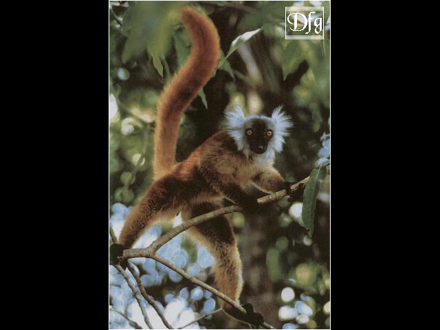 [lemur11.jpg]