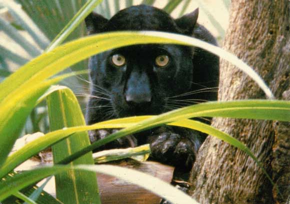 [BlackLeopard10-Panther.jpg]