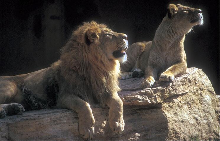 [253067-LIONS-COUPLE_LOOKING_UP_ON_ROCK.JPG]