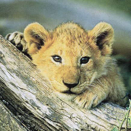 [Lion-Cub-BabyFace-OnLog.jpg]