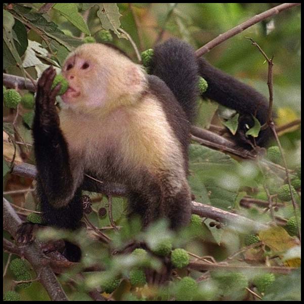 [Capuchin-baru-monkey-57.jpg]