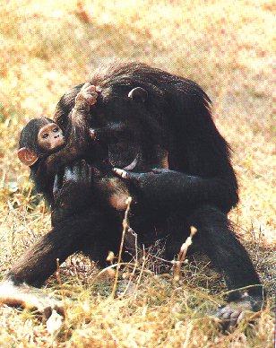 [Monkey02-ChimpanzeeMom-NursingBaby.jpg]