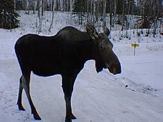 [0208_028-AlaskaMoose-Sitting_on_Snow.jpg]
