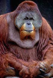 [Orangutan-Otissits.jpg]