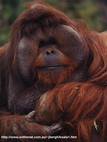 [Orangutan-urangat3.jpg]