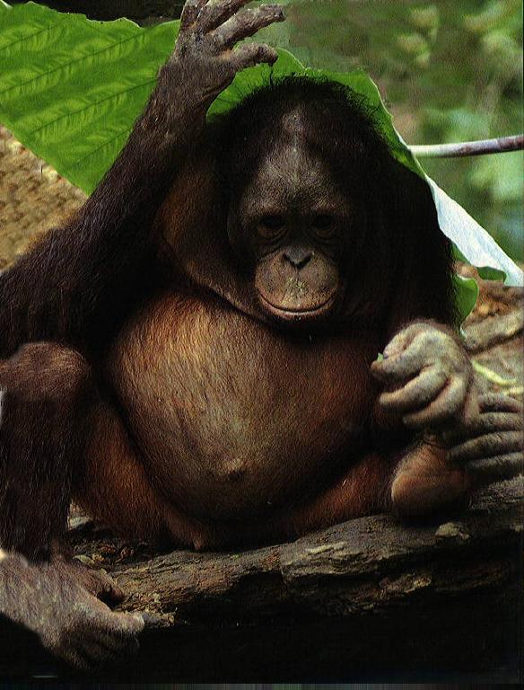 [Orangutan3.jpg]