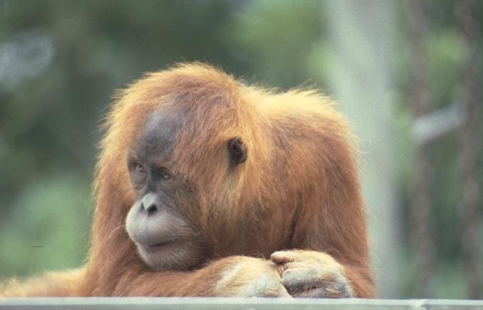 [Photo264-Orangutan-MelancholicFaceCloseup.jpg]