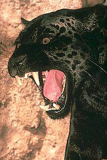 [SDZ_0153-BlackJaguar-Panther-Roaring.jpg]