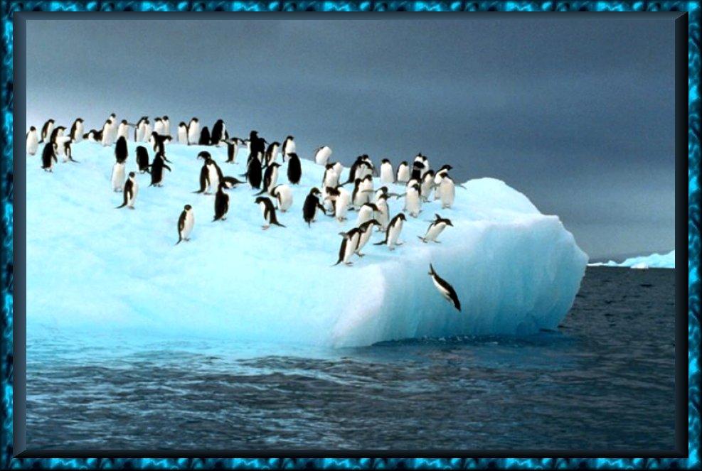[AdeliePenguins_Playground_On_Iceberg.jpg]