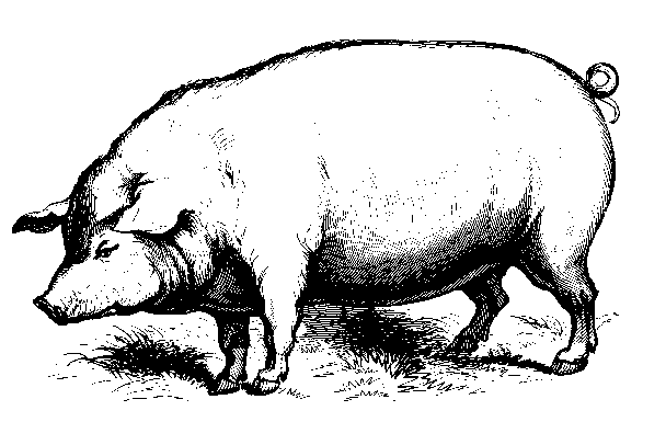 [MammalsClipart-Pig.gif]