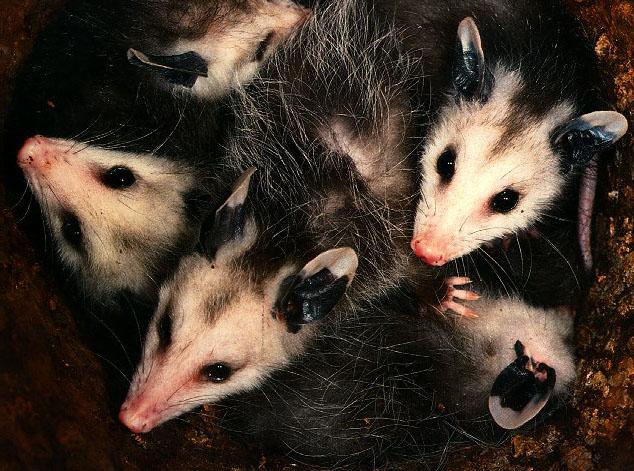 [Opossum_2-Pack-Family_InLogHole.jpg]