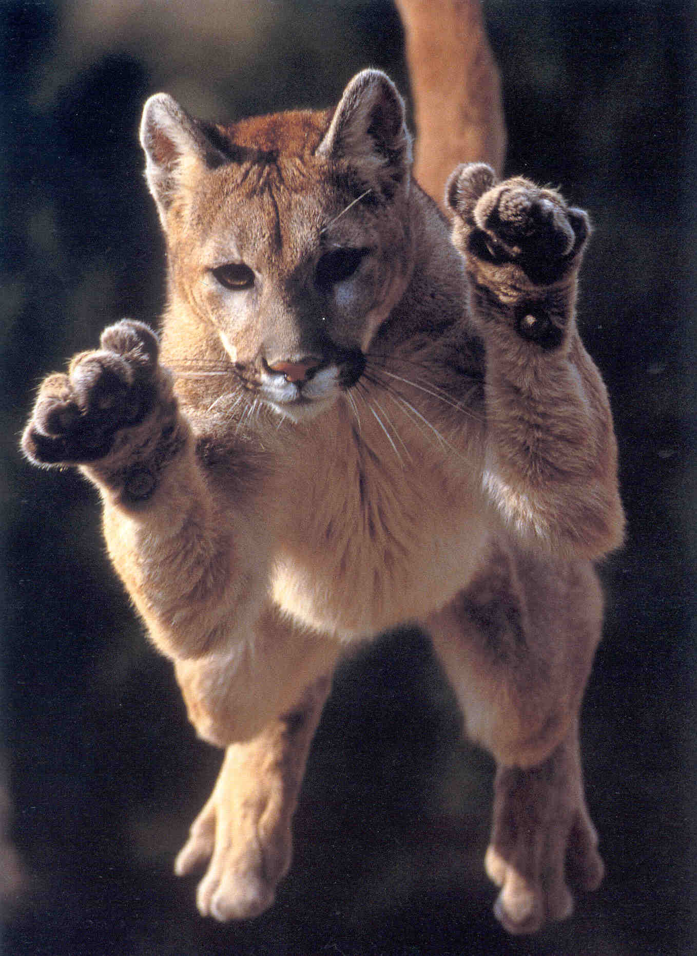 [Cougar-leap.jpg]
