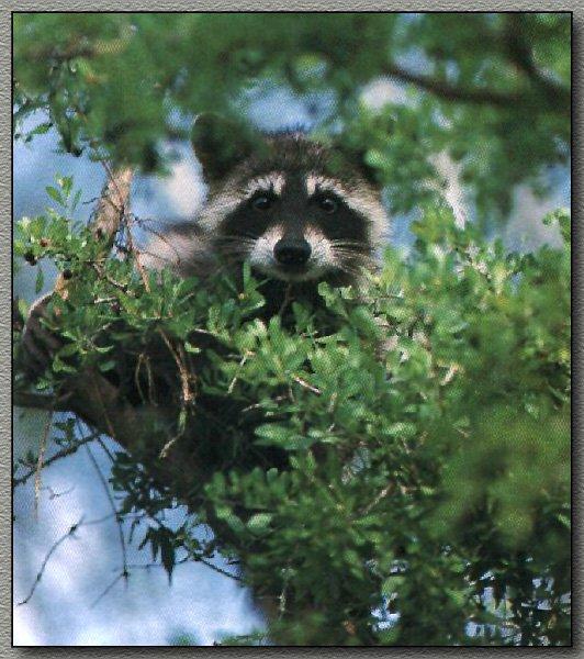 [Raccoon_06-Hidden-OnTree.jpg]