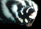 [SpottedSkunk-animal1.jpg]