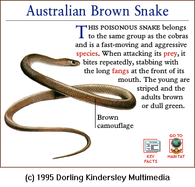 [DKMMNature-Reptile-AustralianBrownSnake.gif]