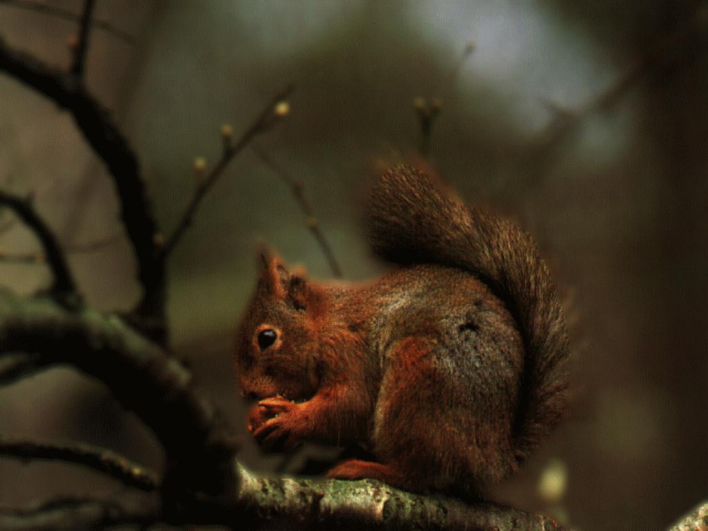 [AmericanRedSquirrel-Eating_Nut-animal18.jpg]