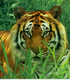 [Bengal Tiger.JPG]