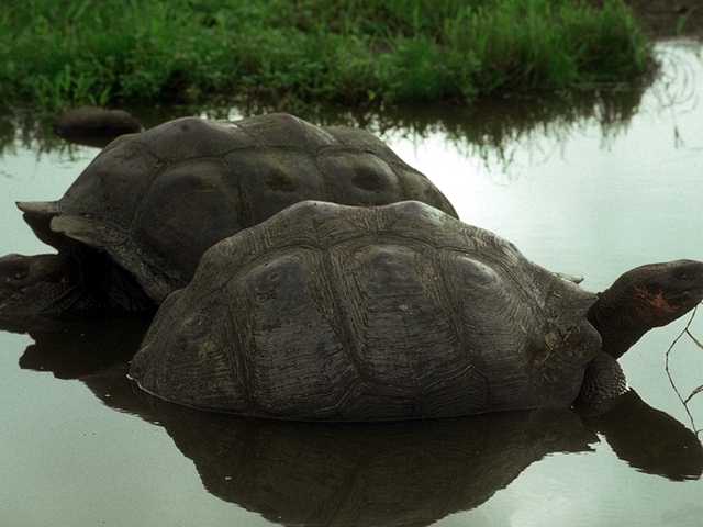 [Galapagos_b05i0093-GiantTortoises_inSwamp.jpg]
