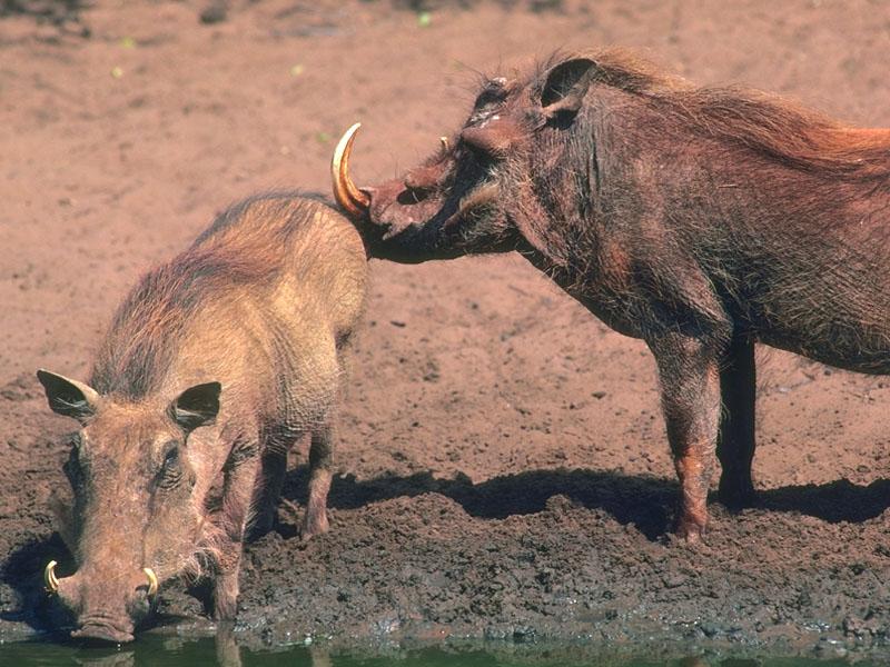 [Warthogs_03-By_the_water.jpg]