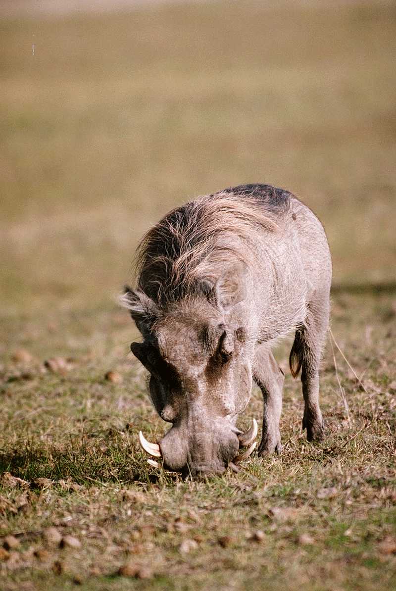 [adz50027-Warthog-Eating_on_grass.jpg]