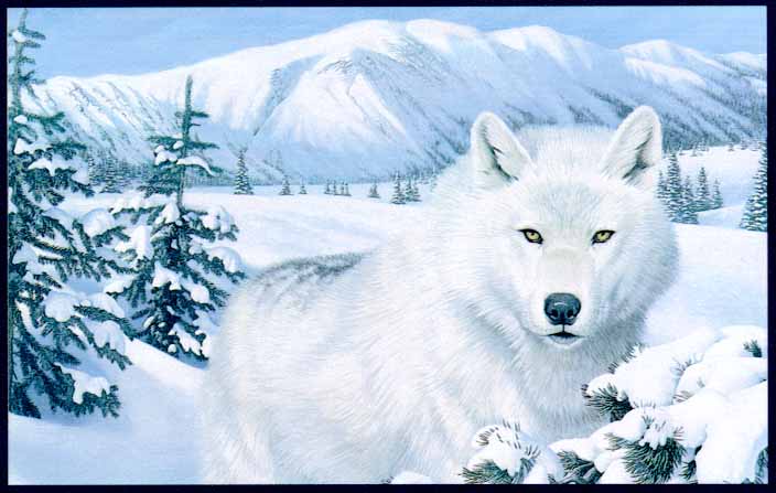 GrayWolfScan3 WhiteFur in snow forest Painting