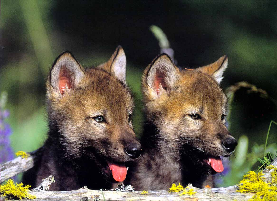 [GrayWolf_Wolves101-2Puppies-FaceCloseup.jpg]