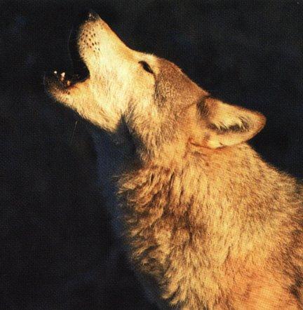 [wolf5-HowlingFace_Closeup.jpg]