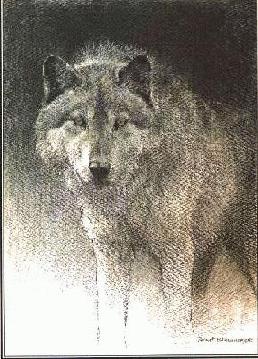 [wolves-GrayWolf_sketch-rb.jpg]