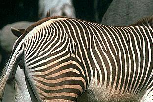 [SDZ_0046-Zebra-Heap-Closeup.jpg]