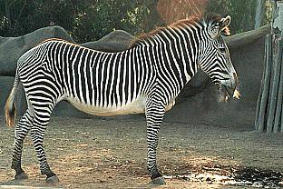 [SDZ_0048-Zebra.jpg]