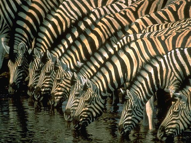 [Zebrasb.jpg]