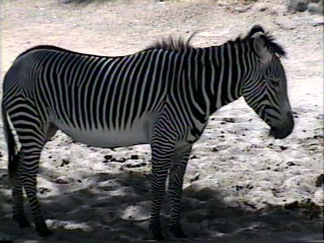 [ZooAnimals-Zebra.jpg]