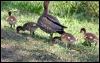 [148-Australian-Wood-Ducks]