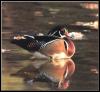 [wood duck 14-floating]