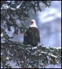 [BaldEagle 123-Perching on snow tree]