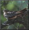 [CommonNighthawk 08-Perching on branch-Sleepy]