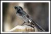 [070705-7626-wagtail-20L]