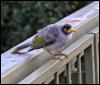 [113-Young-Noisy-Miner]