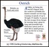 [DKMMNature-Bird-Ostrich]