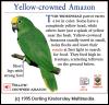 [DKMMNature-Bird-Yellow-crownedAmazon-Parrot]
