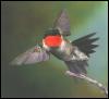 [Ruby-throatedHummingbird002-Landing-Off-FromBranch]