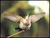 [Ruby-throatedHummingbird 38-Open wings on branch tip]