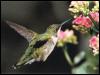 [Ruby-throatedHummingbird 42-Sipping nectar in flight]