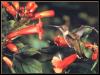 [Ruby-throatedHummingbird 48-Fight to red flowers]