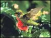 [Ruby-throatedHummingbird 67-Perching on flower]