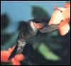 [Ruby-throatedHummingbird 72-Sipping nectar-Closeup]