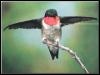 [Ruby-throatedHummingbird 77-Perching on branch-Open wings]