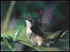 [RufousHummingbird 20-Perching on leaf]
